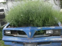 overgrown-cars-1a.webp