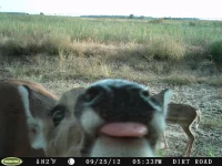 funny-trail-cam-photos-secret-animal-life-112-59d2421b23c00__700.webp