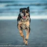 WAGONTHEDOG
